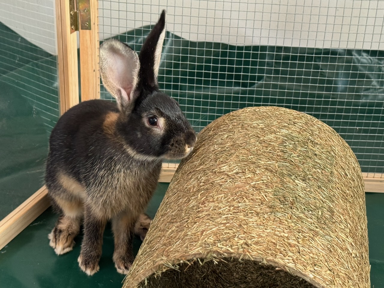 Bugs und Bunny