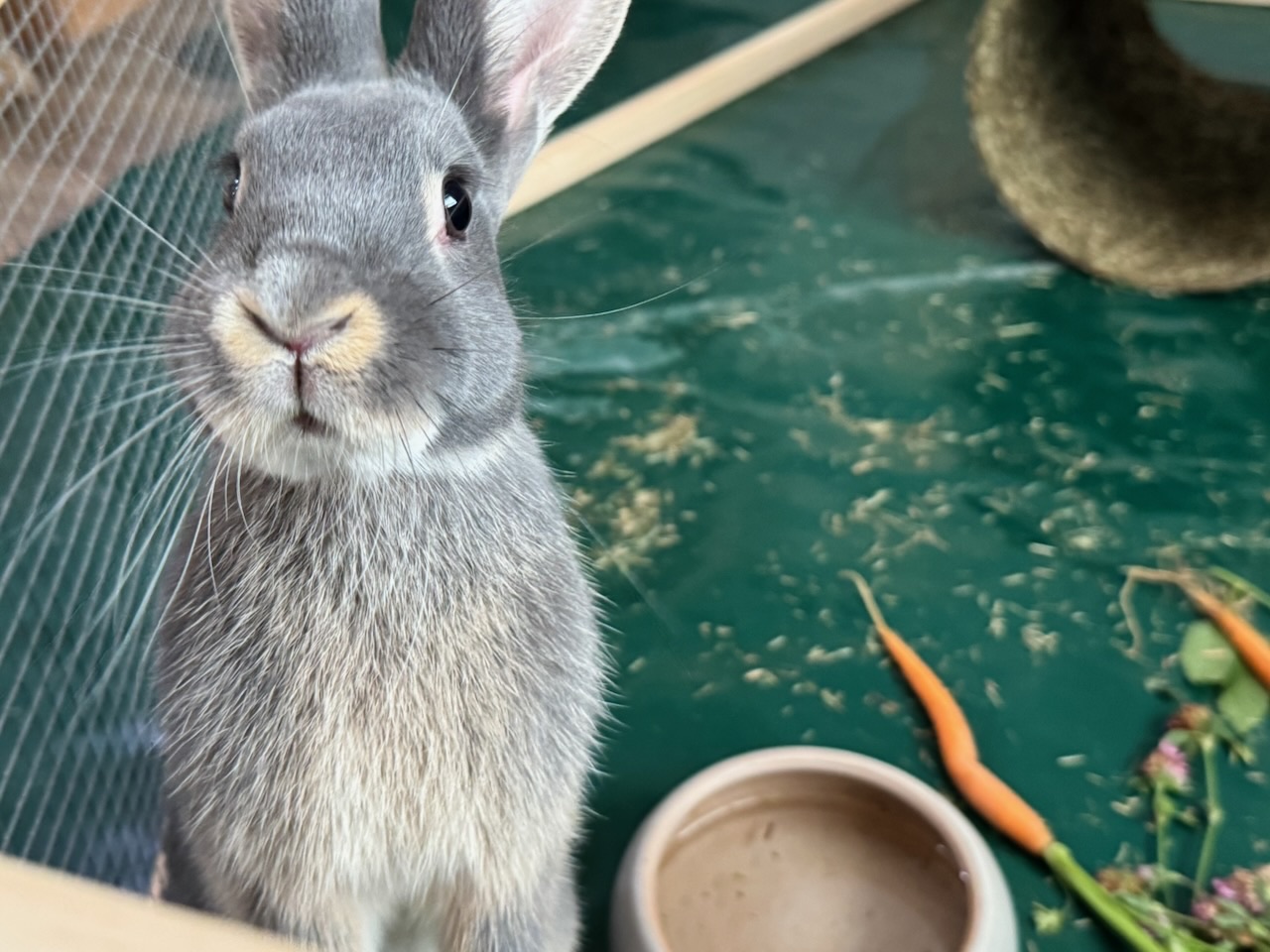 Bugs und Bunny