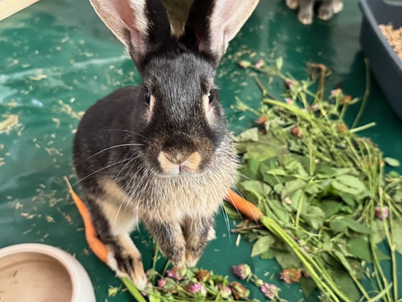 Bugs und Bunny