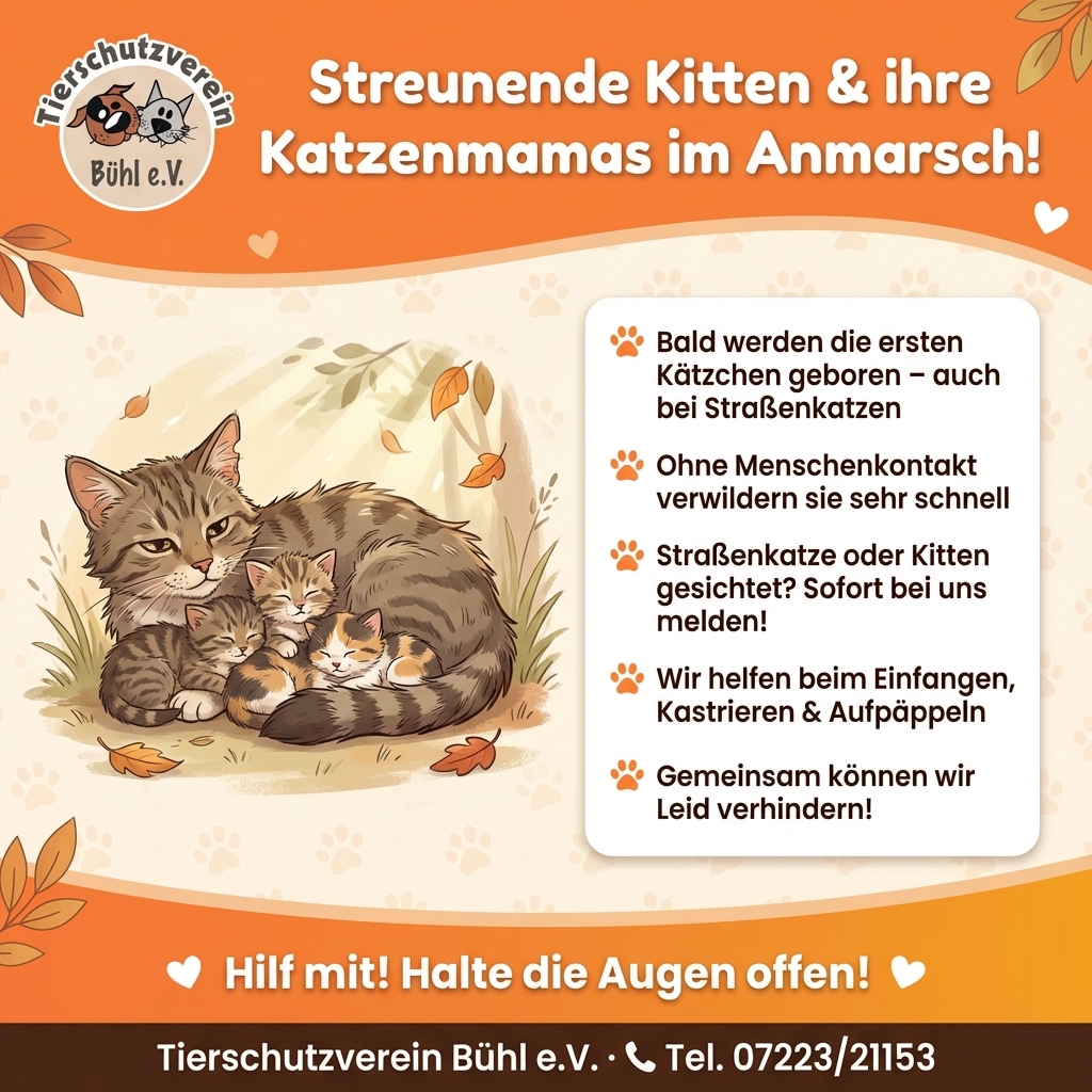 Streunende Kitten und ihre Katzenmamas im Anmarsch