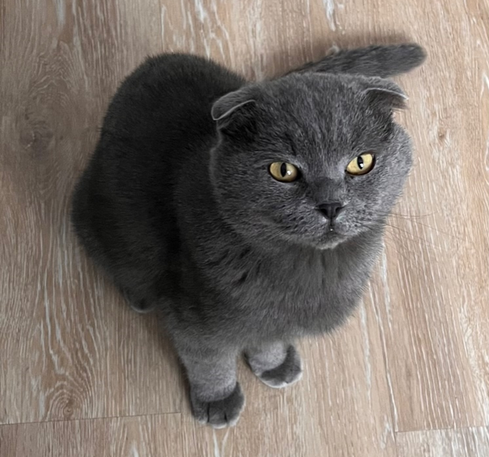 Scottish Fold